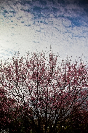 陽明山 賞花