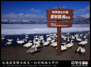 北海道【道東白鳥祭‧砂湯溫泉隨你挖】
