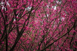 被櫻花放鴿子了....@Alex