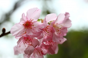 2013 新竹 玻璃藝術館 櫻花 … by DW