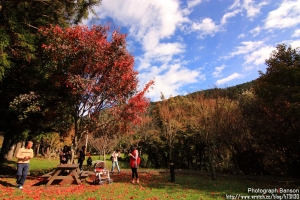 武陵農場‧追楓之旅