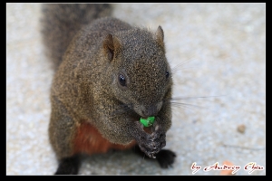 超開心的赤腹松鼠特寫