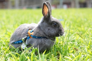 我家有一隻野兔仔