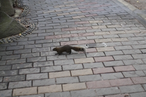 不賴團（老許）拍爛的煙火~~