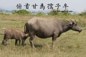 橫眉冷對千夫指