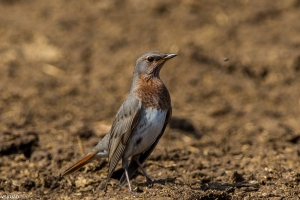 大園迷鳥-赤頸鶇
