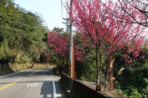 桃園真水-角板山櫻花