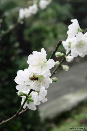 天元宮杏花(去年的)