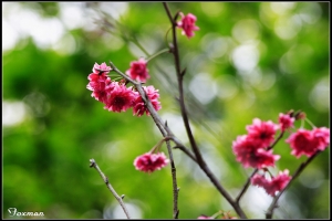 虎山櫻花紅(埔里）
