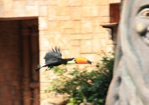 新手試拍海洋公園雀鳥
