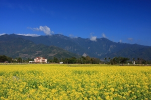 花東縱谷〜油菜花田