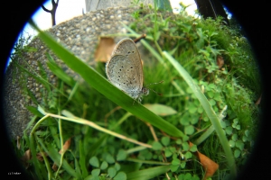 魚露目8號