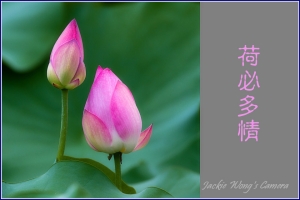 2012 杰克的隨拍 (44) 荷必多情