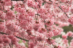 武陵櫻花~整片粉色