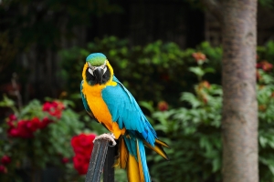 我家隔壁有金鋼!