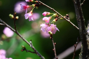 芝櫻戀--三芝櫻花道