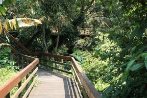 土城桐花及木棧道之旅