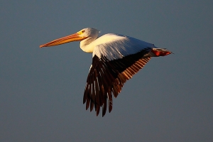 American White Pelican (白鵜鶘)