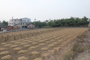 550D之<田野風情>