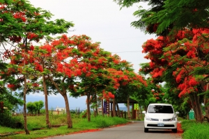 秘徑紅色隧道-彰化鳳凰花