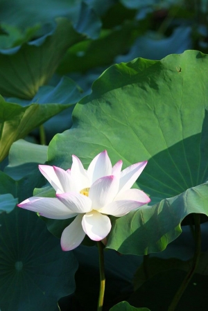 植物園晨拍 展現55-250mm高CP值