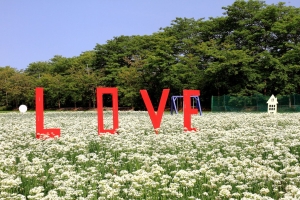 韭菜花