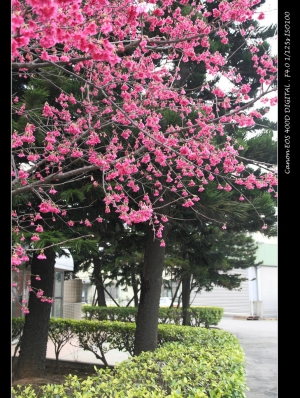 櫻花我公司也有~~~~2棵