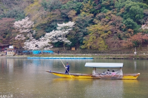 関西の桜