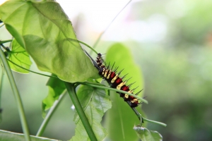 EF-S 17-55mm F2.8打蝴蝶