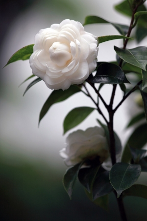 花開富貴~~~招財進寶