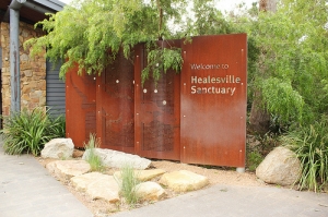 Healseville Sanctuary 澳洲野生動物園！