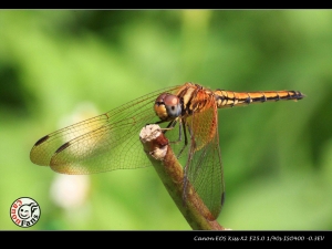 牛伯蝴蝶園隨拍-with s180mm marco