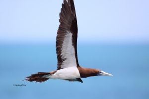 八斗子朝聖 - 白腹鰹鳥首拍