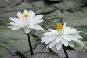 蜂蜂相蓮 新屋蓮園