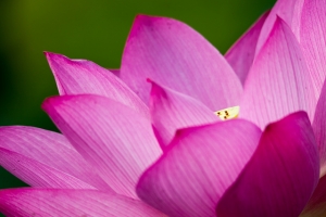 荷.時.君.再.來. By SBM