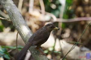 熱到昏~~~~~只能公園閒晃
