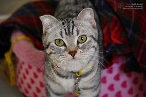 可愛的貓 神經質的貓