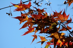 福壽山三天兩夜延路拍~