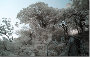 香港青衣公園-IR