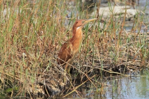 熬鼓溼地之旅.....栗小鷺