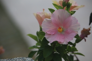 花草集1(Canon&Leica)