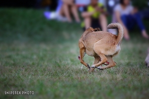 小狗；自行車；小朋友