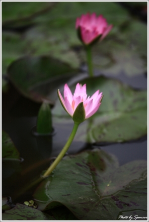 蓮花