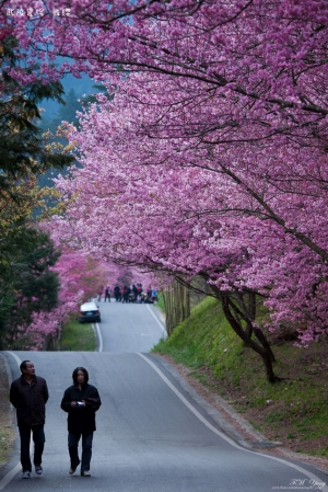 2012 武陵 紅粉佳人賞櫻趣 Part 2