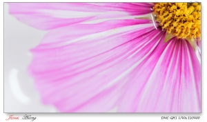 水媚。大波斯菊