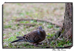 生活的無奈 in TAIPEI ZOO