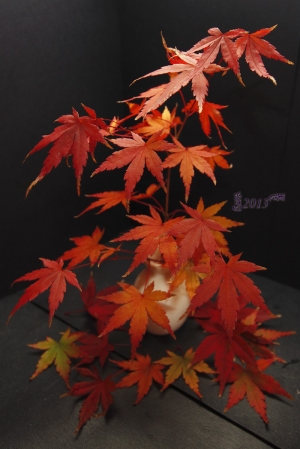 室內習拍(2)