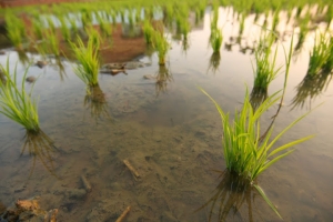 靜靜的水田 空悠的鄉村