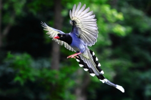 行義公園  台灣藍鵲