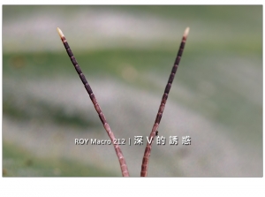 ROY Macro 212 │深 V 的 誘 惑